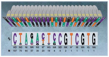DNA-binding-code-for-TALENs.thumb.jpg.ad