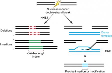 crispr.thumb.jpg.e173be31f7dbdcdd43185f3