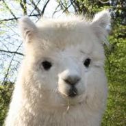 A Majestic Alpaca